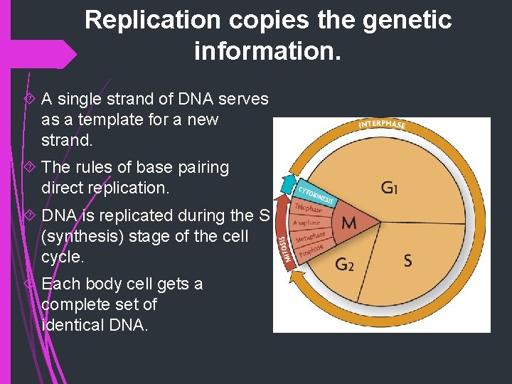 Replication copies the genetic information. A single strand of DNA serves as a template