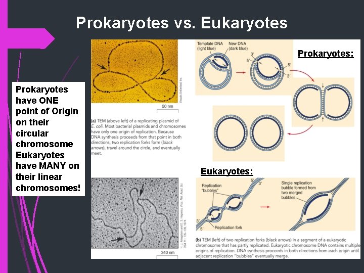 Prokaryotes vs. Eukaryotes Prokaryotes: Prokaryotes have ONE point of Origin on their circular chromosome