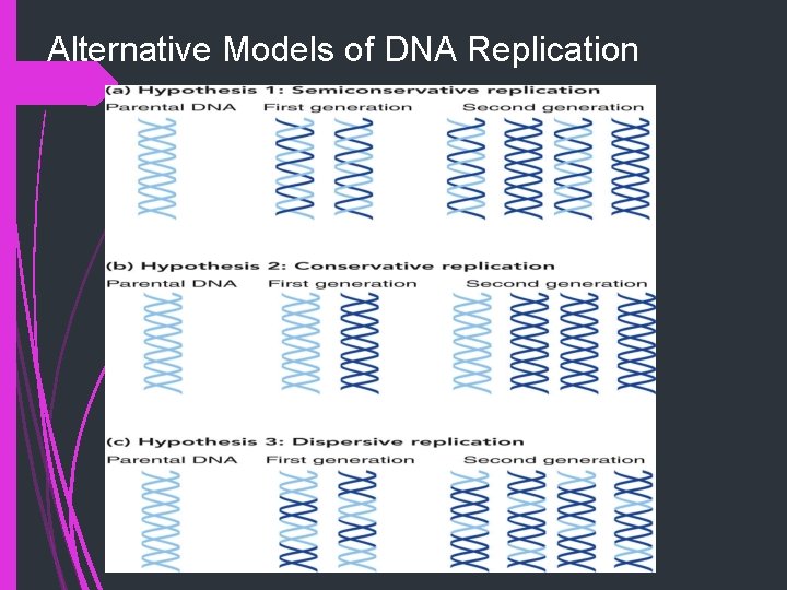 Alternative Models of DNA Replication 