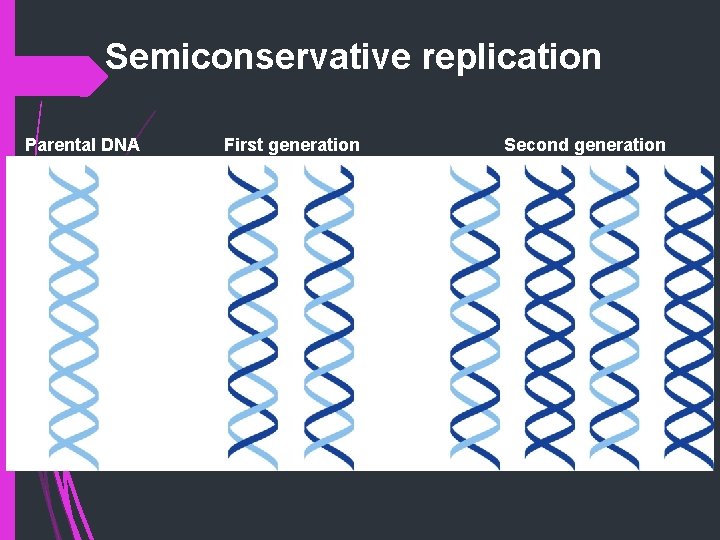 Semiconservative replication Parental DNA First generation Second generation 