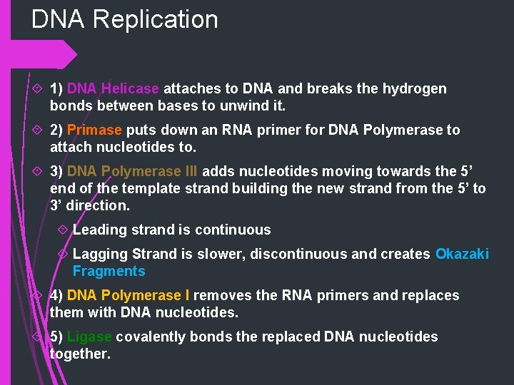 DNA Replication 1) DNA Helicase attaches to DNA and breaks the hydrogen bonds between