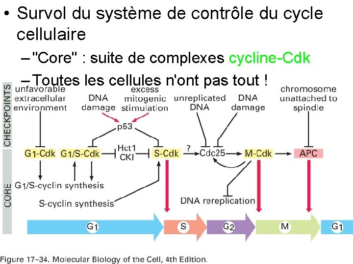  • Survol du système de contrôle du cycle cellulaire – "Core" : suite