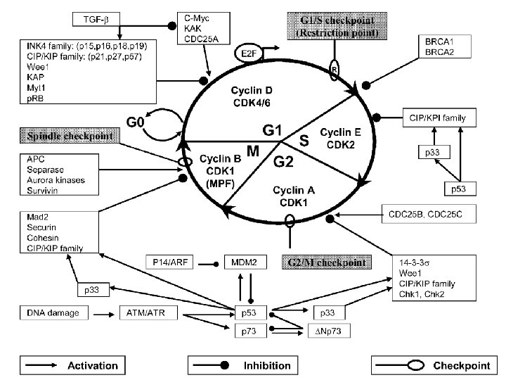 Virchows Arch (2004) 444: 313– 323 Mathewos Tessema · Ulrich Lehmann · Hans Kreipe.