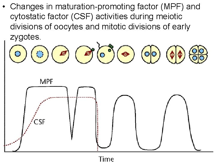  • Changes in maturation promoting factor (MPF) and cytostatic factor (CSF) activities during