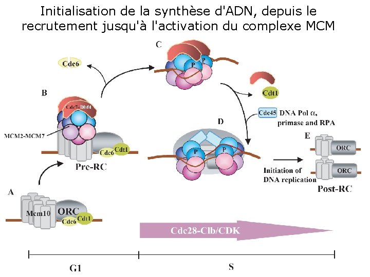 Initialisation de la synthèse d'ADN, depuis le recrutement jusqu'à l'activation du complexe MCM Initiating