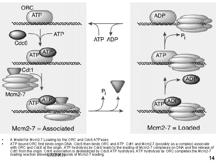 Mol Cell Volume 21, Issue 2 , 20 January 2006, Pages 143 144 Christin