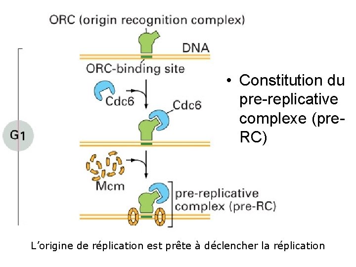 Fig 17 22 • Constitution du pre replicative complexe (pre RC) L’origine de réplication