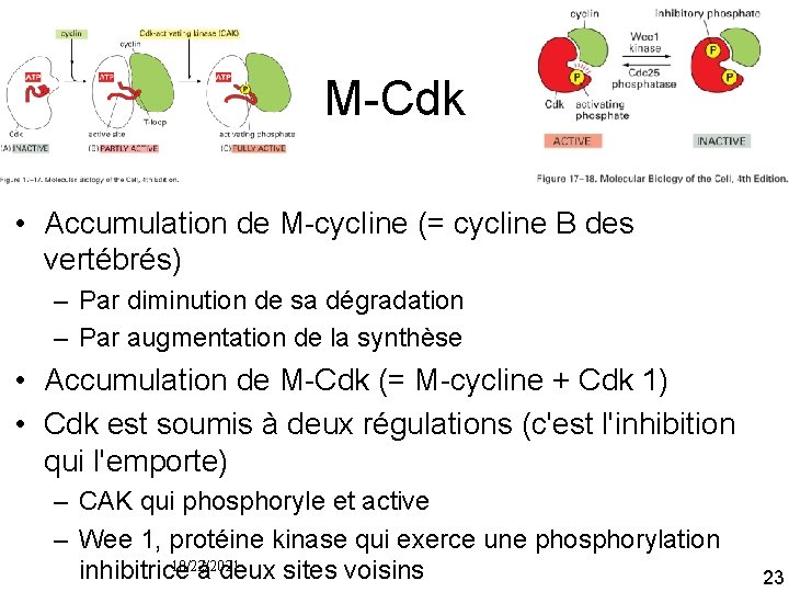 M Cdk • Accumulation de M cycline (= cycline B des vertébrés) – Par