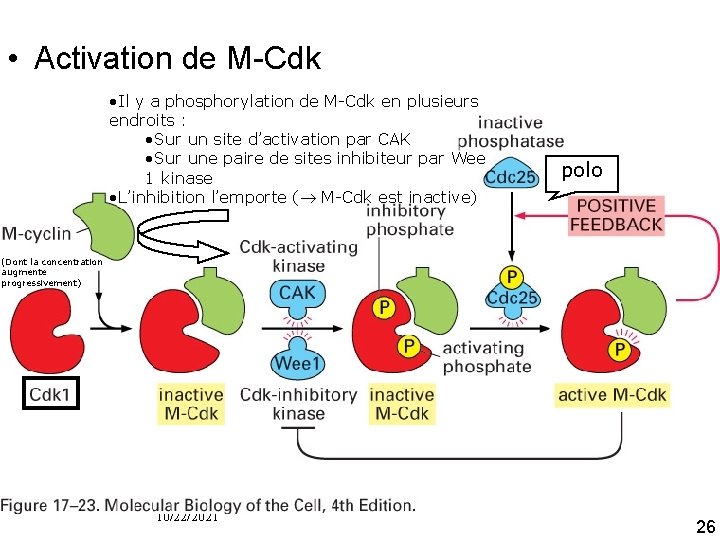  • Activation de M Cdk • Il y a phosphorylation de M-Cdk en