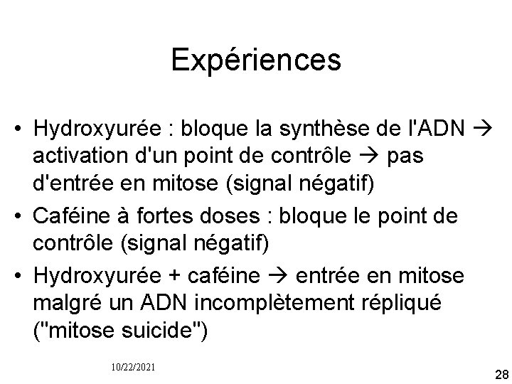 Expériences • Hydroxyurée : bloque la synthèse de l'ADN activation d'un point de contrôle