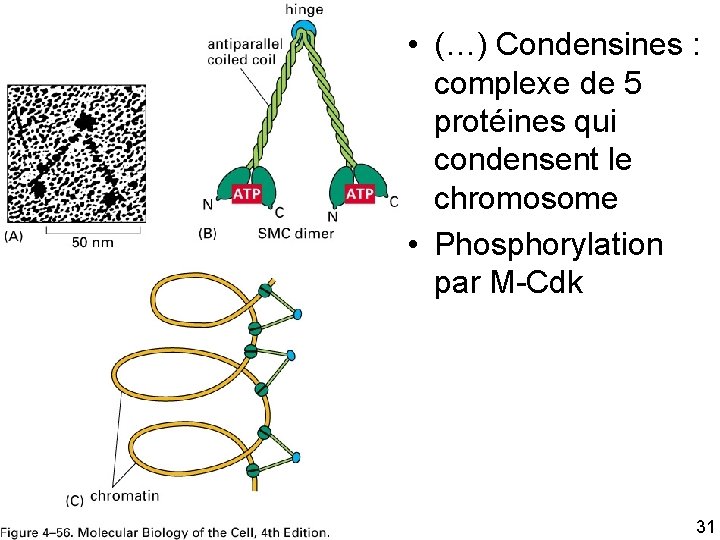  • (…) Condensines : complexe de 5 protéines qui condensent le chromosome •