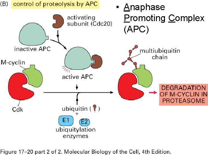  • Anaphase Promoting Complex (APC) Fig 17 20 B 10/22/2021 35 