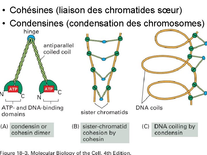  • Cohésines (liaison des chromatides sœur) • Condensines (condensation des chromosomes) Fig 18