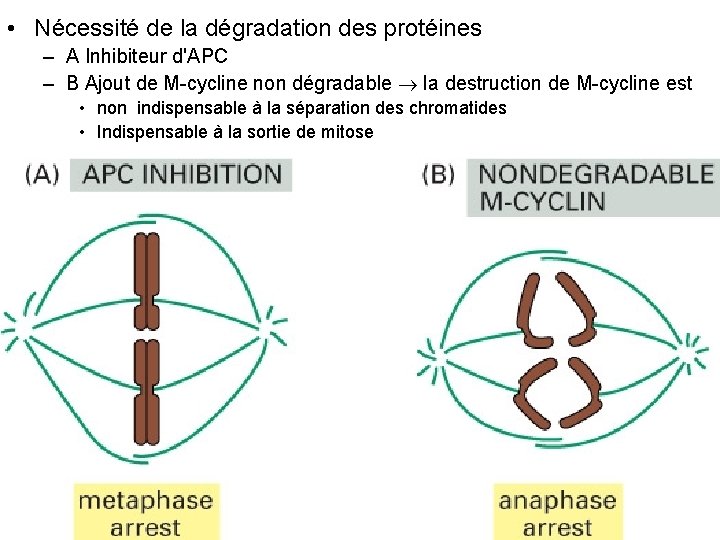  • Nécessité de la dégradation des protéines – A Inhibiteur d'APC – B