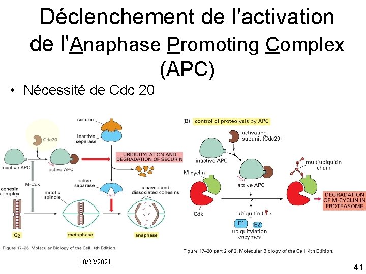 Déclenchement de l'activation de l'Anaphase Promoting Complex (APC) • Nécessité de Cdc 20 10/22/2021