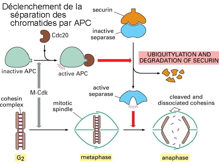 Déclenchement de la séparation des chromatides par APC Fig 17 26 10/22/2021 42 