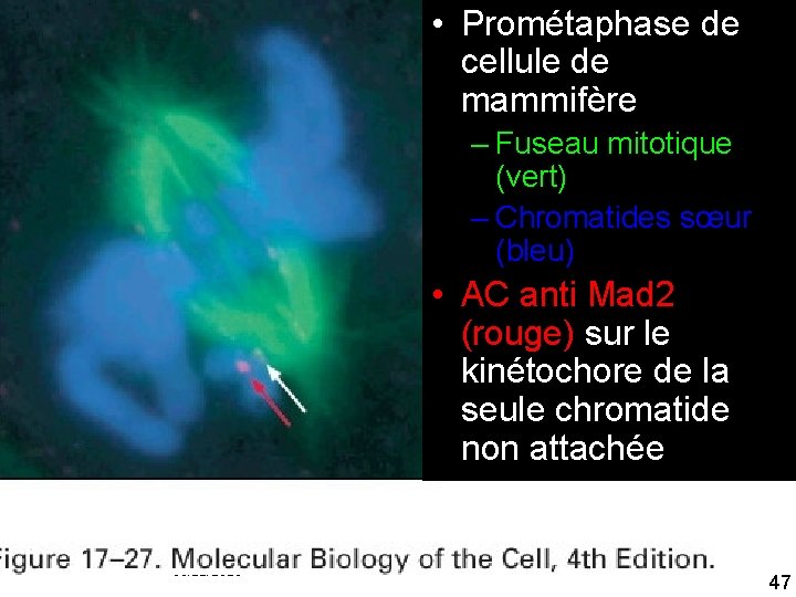  • Prométaphase de cellule de mammifère – Fuseau mitotique (vert) – Chromatides sœur
