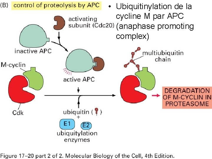 Fig 10/22/2021 • Ubiquitinylation de la cycline M par APC 17 20 (anaphase promoting