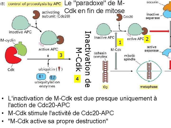 Le "paradoxe" de M Cdk en fin de mitose Inactivation de M-Cdk 3 1