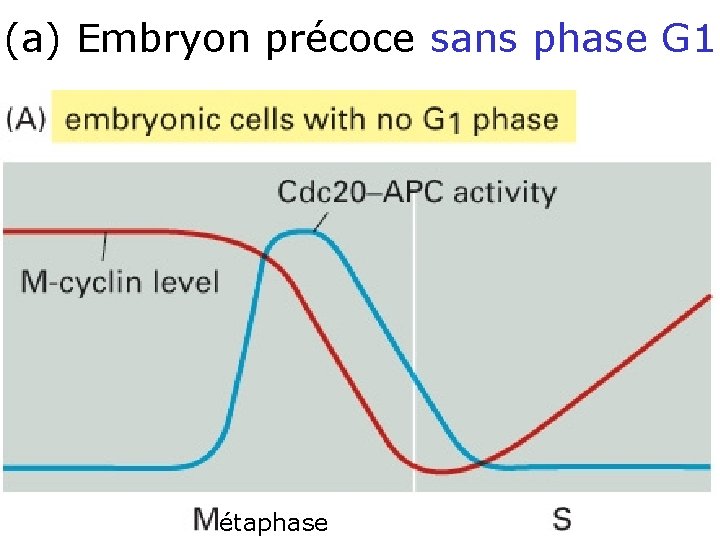 (a) Embryon précoce sans phase G 1 • Création d’une phase G 1 stable