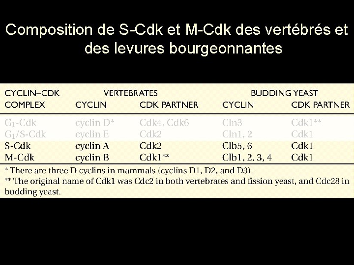 Composition de S Cdk et M Cdk des vertébrés et des levures bourgeonnantes Table