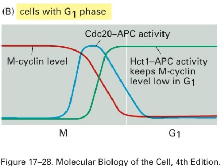  • Création d’une phase G 1 stable dans des cellules avec phase G