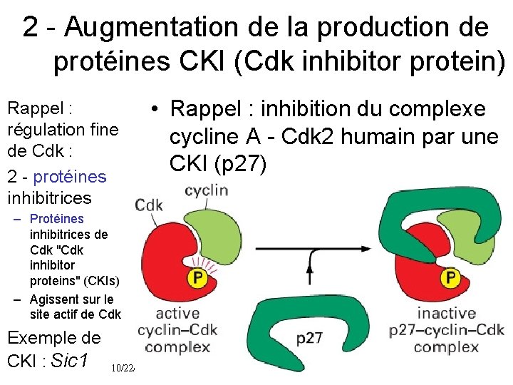 2 Augmentation de la production de protéines CKI (Cdk inhibitor protein) Rappel : régulation