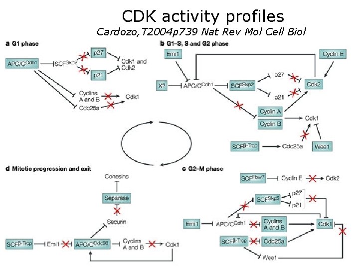 CDK activity profiles Cardozo, T 2004 p 739 Nat Rev Mol Cell Biol •
