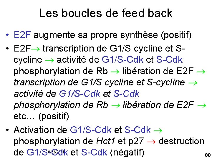 Les boucles de feed back • E 2 F augmente sa propre synthèse (positif)