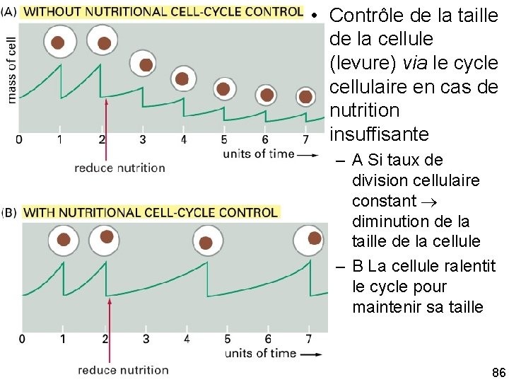  • Contrôle de la taille de la cellule (levure) via le cycle cellulaire
