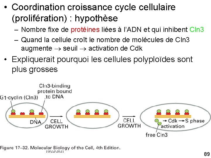  • Coordination croissance cycle cellulaire (prolifération) : hypothèse – Nombre fixe de protéines