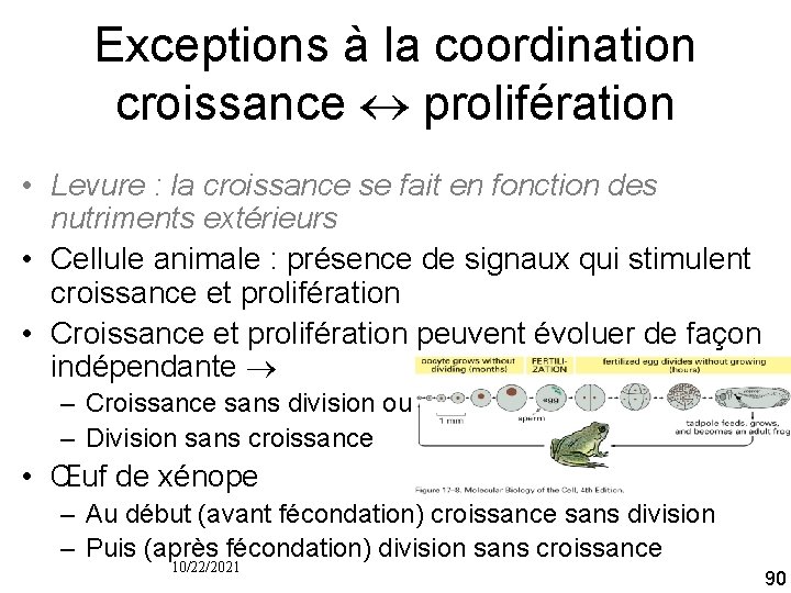 Exceptions à la coordination croissance prolifération • Levure : la croissance se fait en