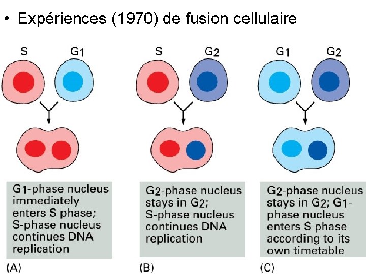  • Expériences (1970) de fusion cellulaire Fig 17 21 10/22/2021 9 