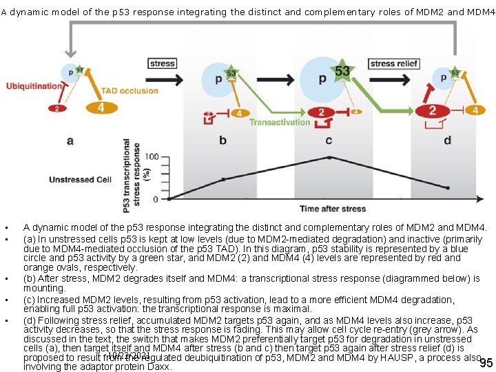 A dynamic model of the p 53 response integrating the distinct and complementary roles