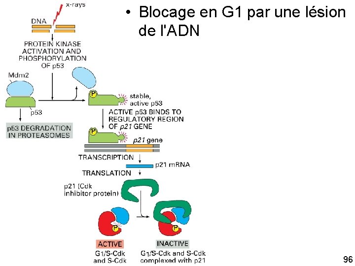  • Blocage en G 1 par une lésion de l'ADN Fig 17 33