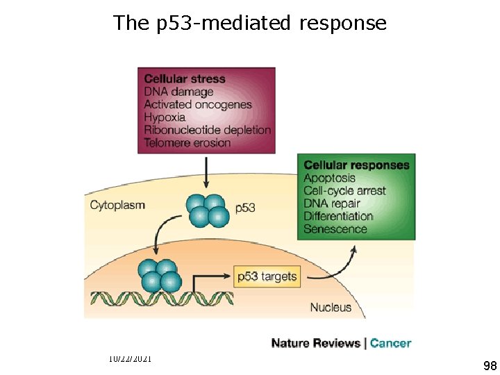 The p 53 -mediated response • Figure 1 | The p 53 -mediated response.