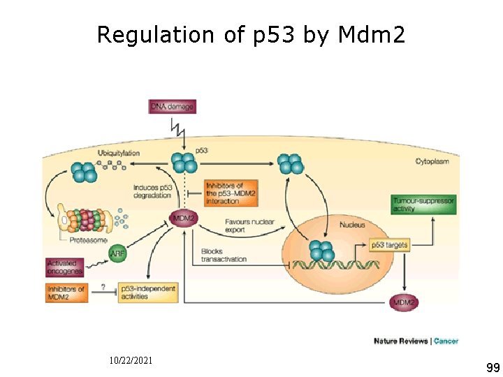 Regulation of p 53 by Mdm 2 • Figure 2 I Regulation of p