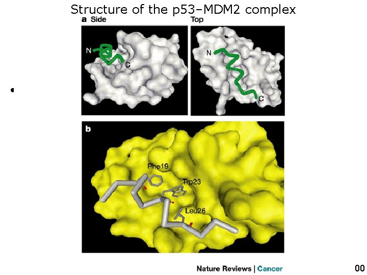 Structure of the p 53–MDM 2 complex • Figure 3 | Structure of the