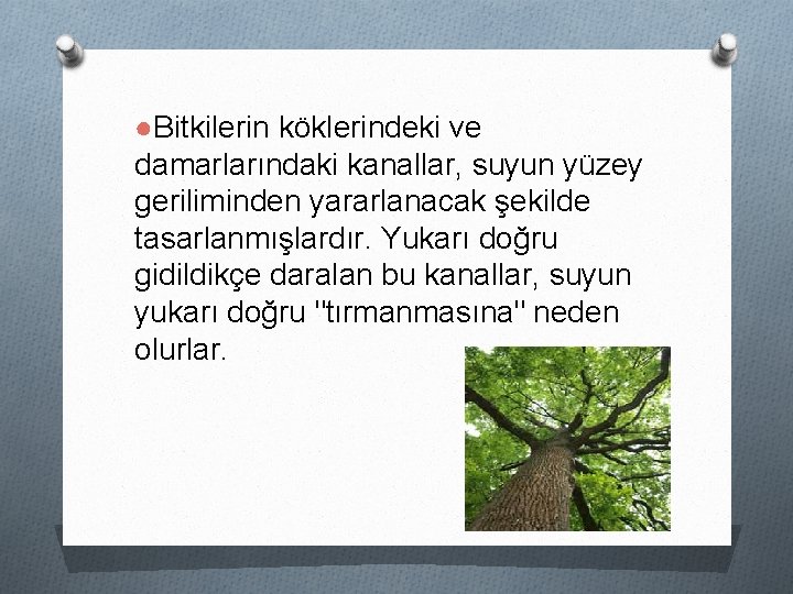 ●Bitkilerin köklerindeki ve damarlarındaki kanallar, suyun yüzey geriliminden yararlanacak şekilde tasarlanmışlardır. Yukarı doğru gidildikçe