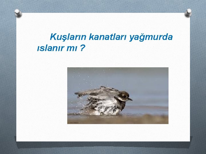 Kuşların kanatları yağmurda ıslanır mı ? 