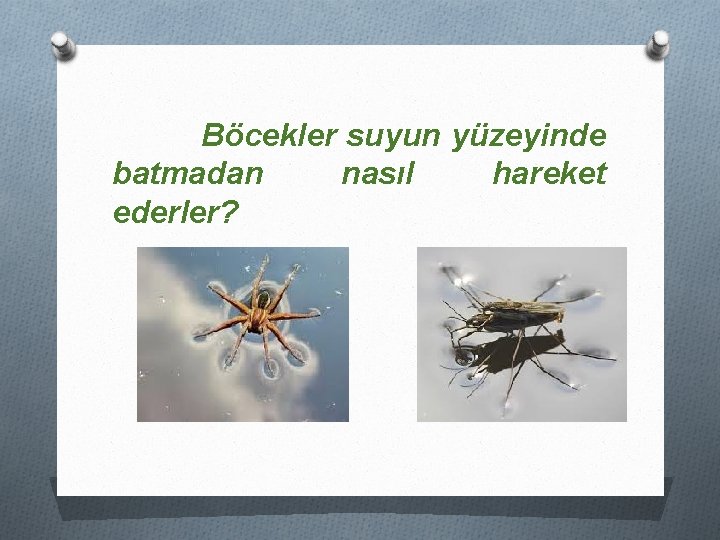 Böcekler suyun yüzeyinde batmadan nasıl hareket ederler? 