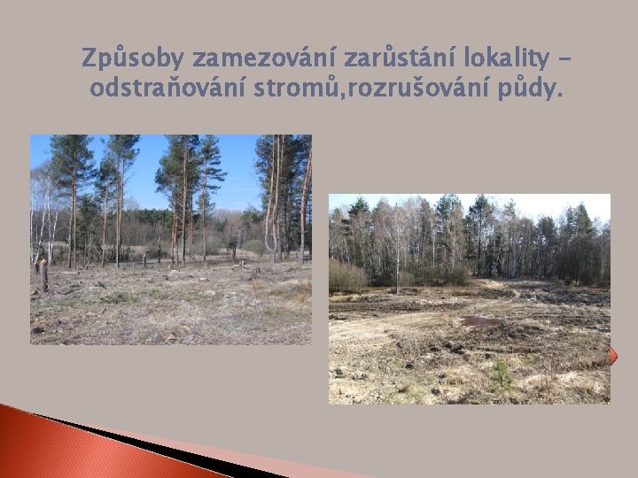 Způsoby zamezování zarůstání lokality odstraňování stromů, rozrušování půdy. 