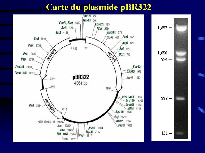 Carte du plasmide p. BR 322 