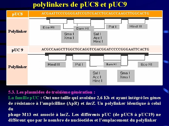polylinkers de p. UC 8 et p. UC 9 p. UC 8 ACGAATTCCCGGGGATCCGTCGACCTGCAGCCAAGCTTGGCACTG Polylinker