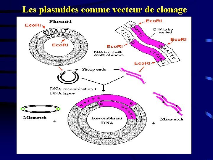 Les plasmides comme vecteur de clonage 