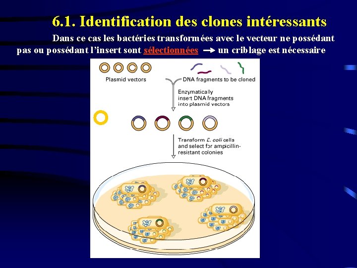 6. 1. Identification des clones intéressants Dans ce cas les bactéries transformées avec le