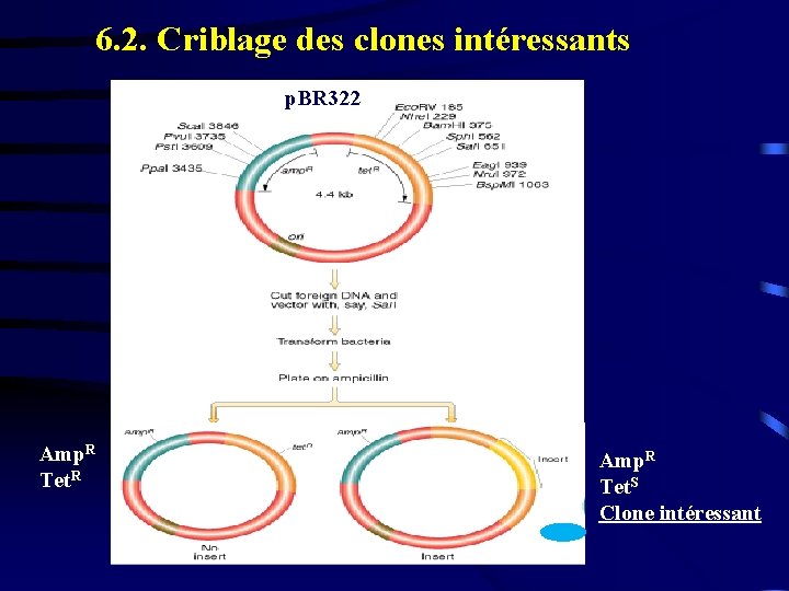 6. 2. Criblage des clones intéressants p. BR 322 Amp. R Tet. R Amp.