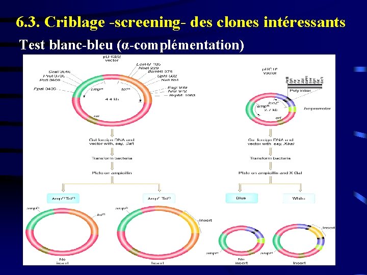 6. 3. Criblage -screening- des clones intéressants Test blanc-bleu (α-complémentation) 