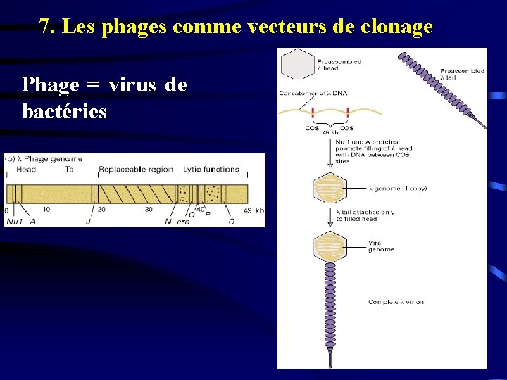 7. Les phages comme vecteurs de clonage Phage = virus de bactéries 