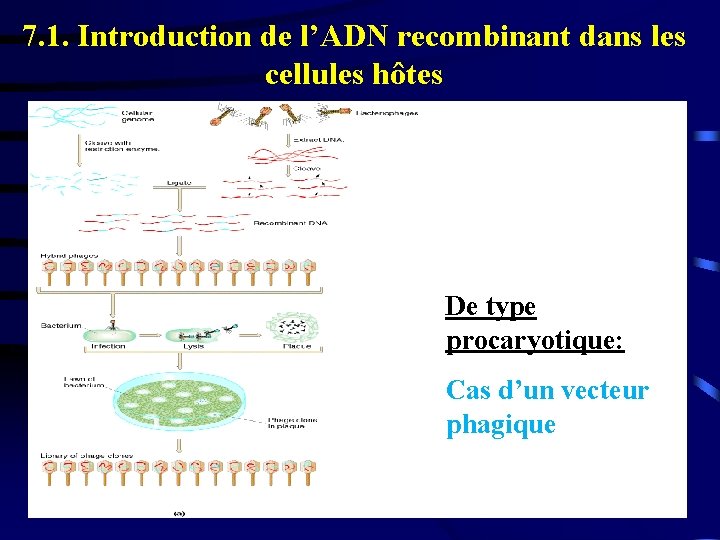 7. 1. Introduction de l’ADN recombinant dans les cellules hôtes De type procaryotique: Cas